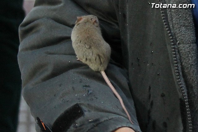 Los animales recibieron la bendicin en el da de su patrn, San Antn Abad - 2014 - 225