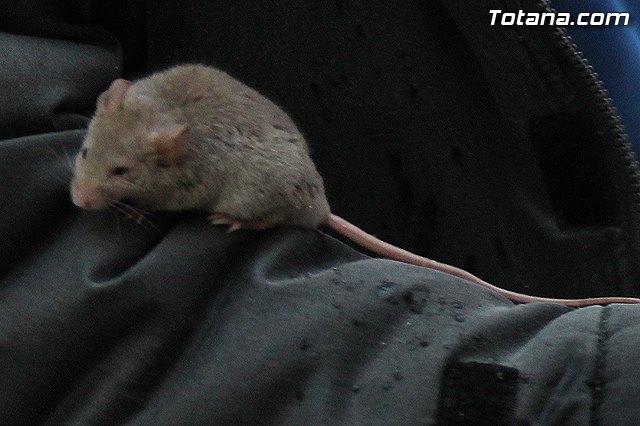 Los animales recibieron la bendicin en el da de su patrn, San Antn Abad - 2014 - 226