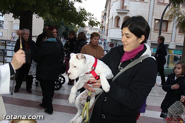 Los animales recibieron la bendicin en el da de su patrn, San Antn Abad - 2014 - 228