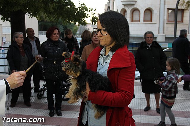 Los animales recibieron la bendicin en el da de su patrn, San Antn Abad - 2014 - 233