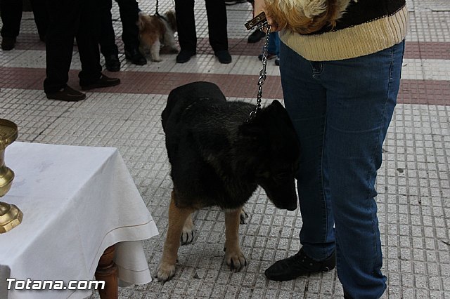Los animales recibieron la bendicin en el da de su patrn, San Antn Abad - 2014 - 243