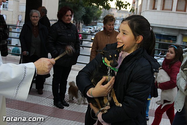 Los animales recibieron la bendicin en el da de su patrn, San Antn Abad - 2014 - 246