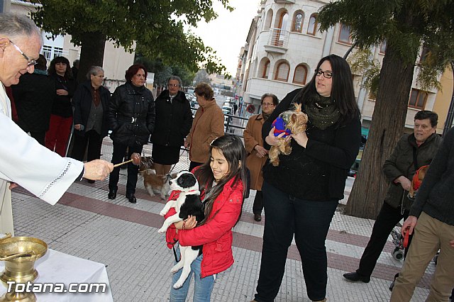 Los animales recibieron la bendicin en el da de su patrn, San Antn Abad - 2014 - 253