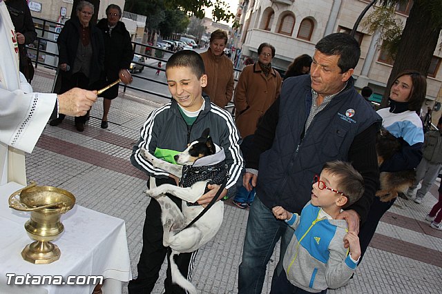 Los animales recibieron la bendicin en el da de su patrn, San Antn Abad - 2014 - 271