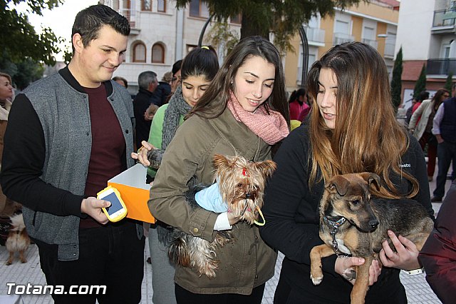 Los animales recibieron la bendicin en el da de su patrn, San Antn Abad - 2014 - 285