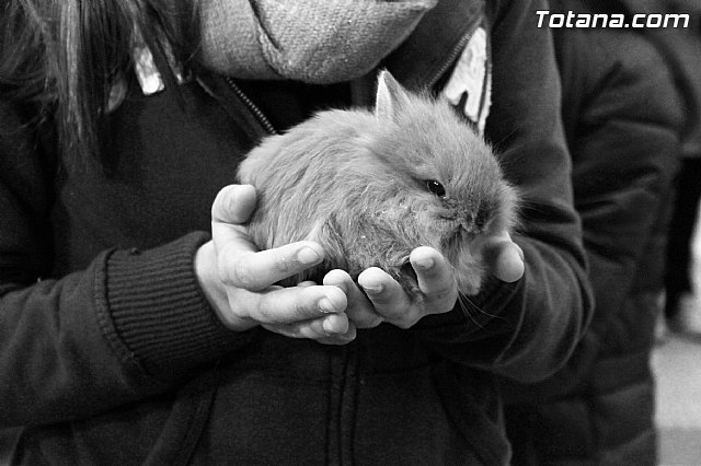Los animales recibieron la bendicin en el da de su patrn, San Antn Abad - 2014 - 288