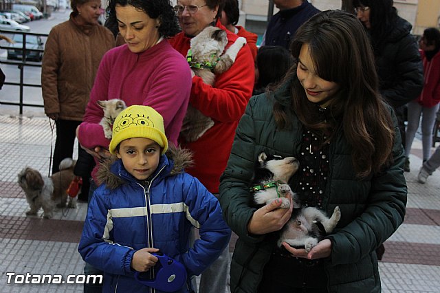 Los animales recibieron la bendicin en el da de su patrn, San Antn Abad - 2014 - 289