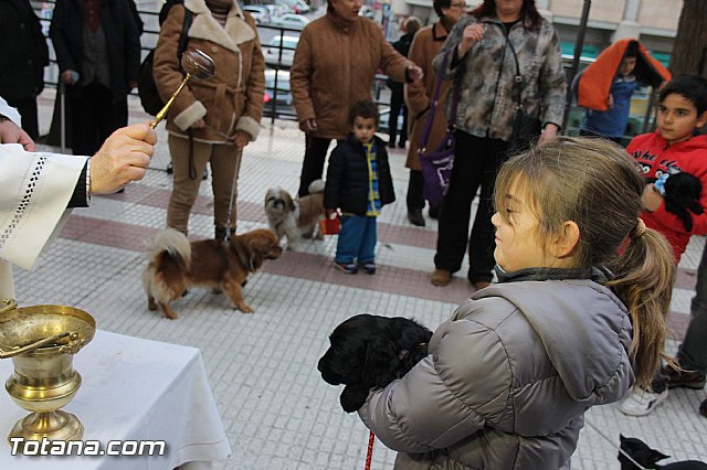 Los animales recibieron la bendicin en el da de su patrn, San Antn Abad - 2014 - 294