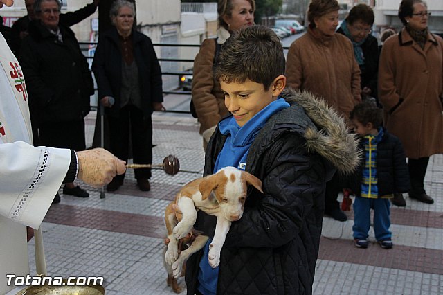 Los animales recibieron la bendicin en el da de su patrn, San Antn Abad - 2014 - 298