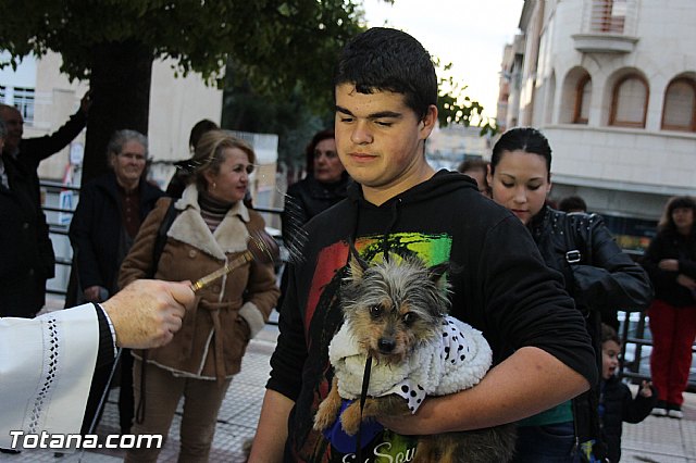Los animales recibieron la bendicin en el da de su patrn, San Antn Abad - 2014 - 304