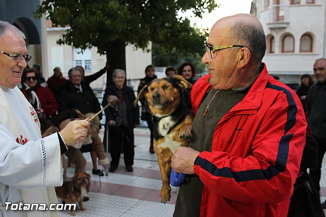 Los animales recibieron la bendicin en el da de su patrn, San Antn Abad - 2014 - 310