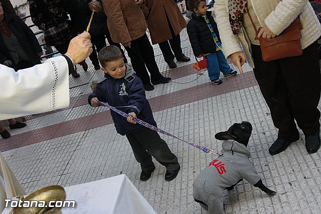Los animales recibieron la bendicin en el da de su patrn, San Antn Abad - 2014 - 315