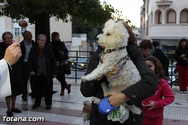 Los animales recibieron la bendicin en el da de su patrn, San Antn Abad - 2014 - 318