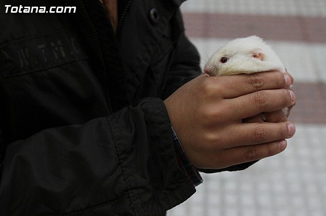 Los animales recibieron la bendicin en el da de su patrn, San Antn Abad - 2014 - 325
