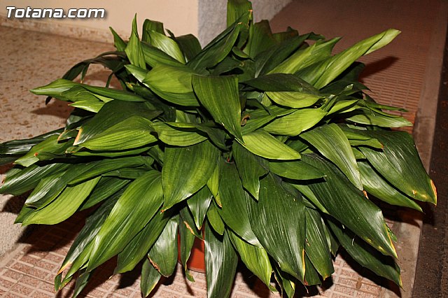 Procesin San Francisco 2012 - 141