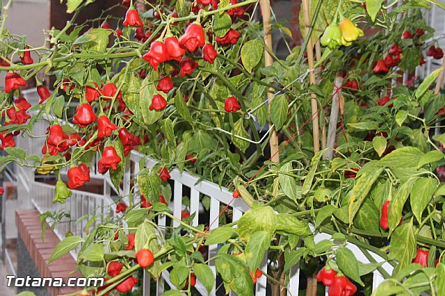 Procesin San Francisco 2013 - 130