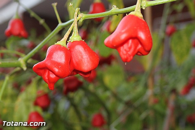 Procesin San Francisco 2013 - 131