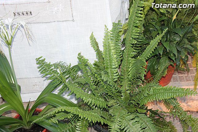 Procesin San Jos 2014 - 125