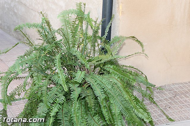 Procesin barrio de San Jos 2016 - 109