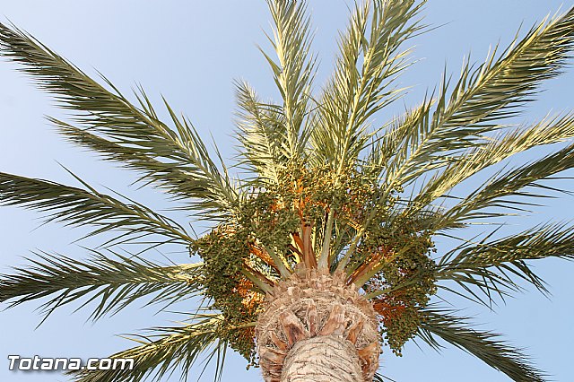 Procesin San Roque 2016 y reparto de 