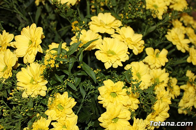 Procesin San Roque 2017 y reparto de 