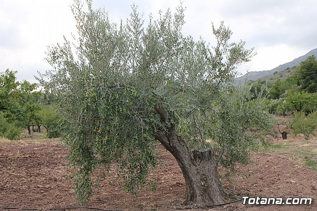 Procesin Santa Leocadia 2017 - 11