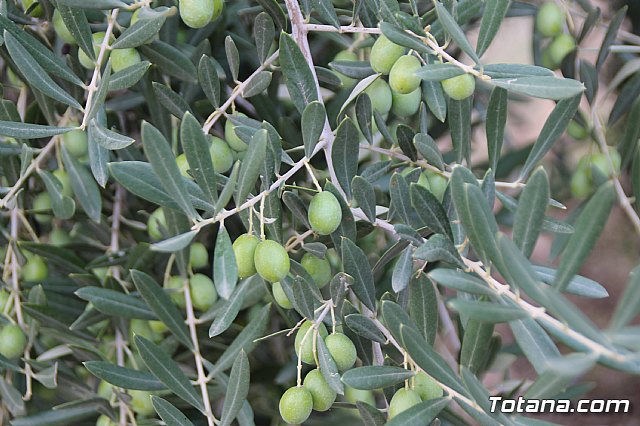 Procesin Santa Leocadia 2017 - 12