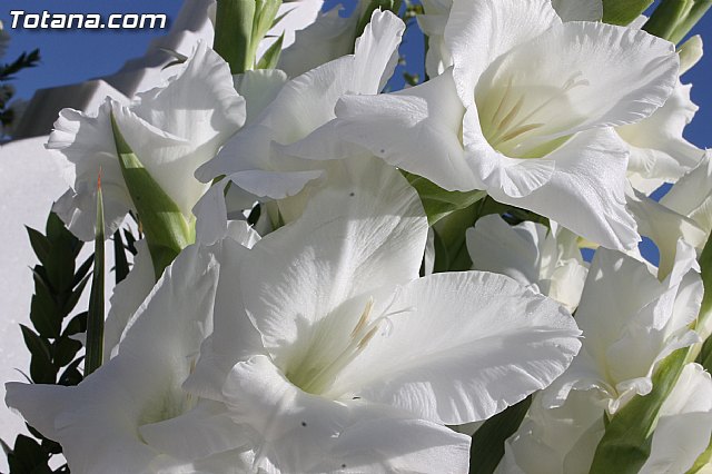 1 de noviembre  Todos los Santos - Totana 2012 - 236