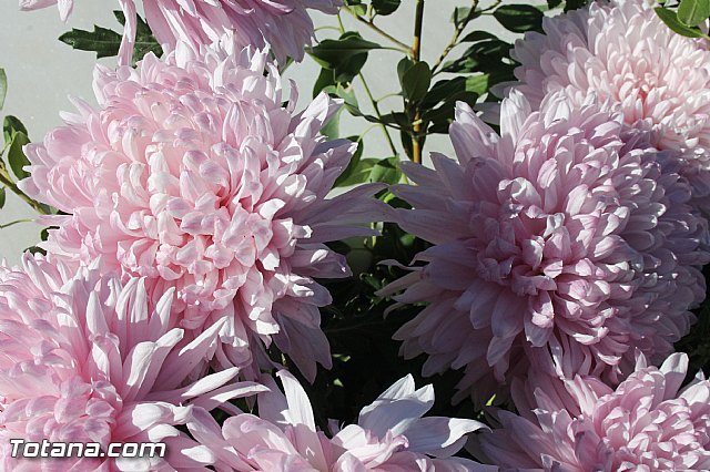 Da de Todos los Santos y Fieles Difuntos 2013 - 67