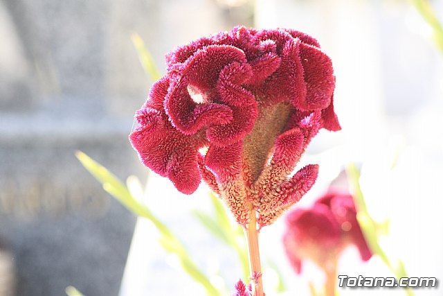 Todos los Santos y Fieles Difuntos. Totana 2011 - 61