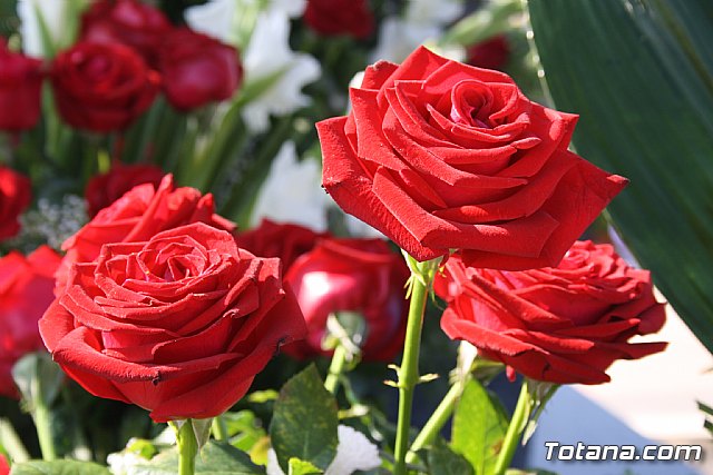 Todos los Santos y Fieles Difuntos. Totana 2011 - 81