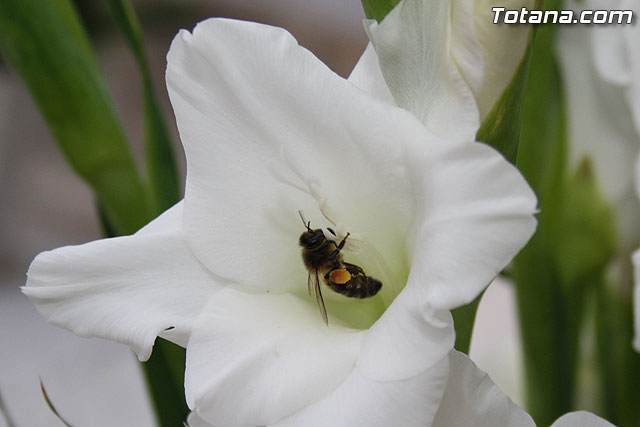 Todos los Santos y Fieles Difuntos. Totana 2011 - 208