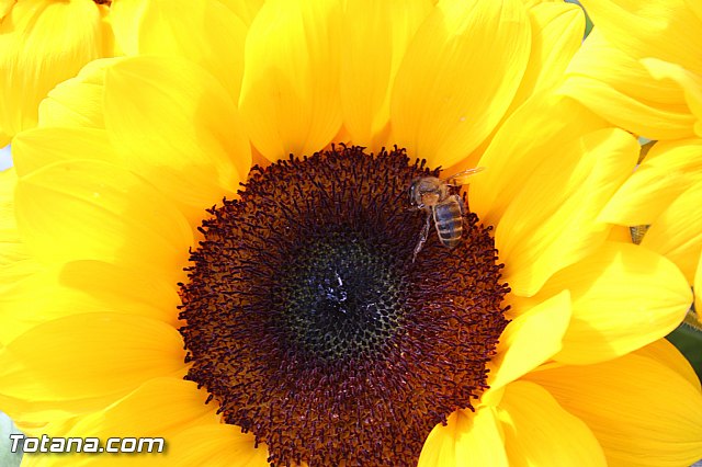 Da de todos los Santos - Totana 2015 - 159