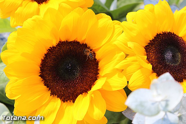 Da de todos los Santos - Totana 2015 - 160