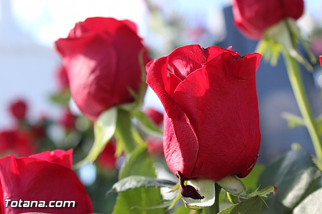 Da de todos los Santos - Totana 2015 - 164