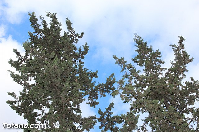 Da de todos los Santos - Totana 2015 - 335