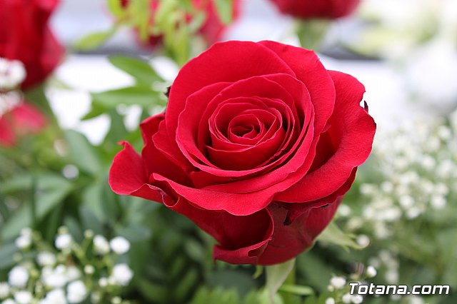 Da de Todos los Santos y Fieles Difuntos 2019 - 281