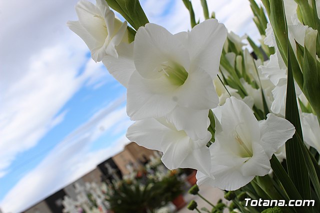 Da de Todos los Santos y Fieles Difuntos 2019 - 283