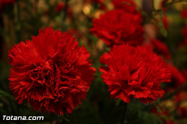 Serenata a Santa Eulalia 2015 - Los Carrasqueados y la Tuna de Totana - 49