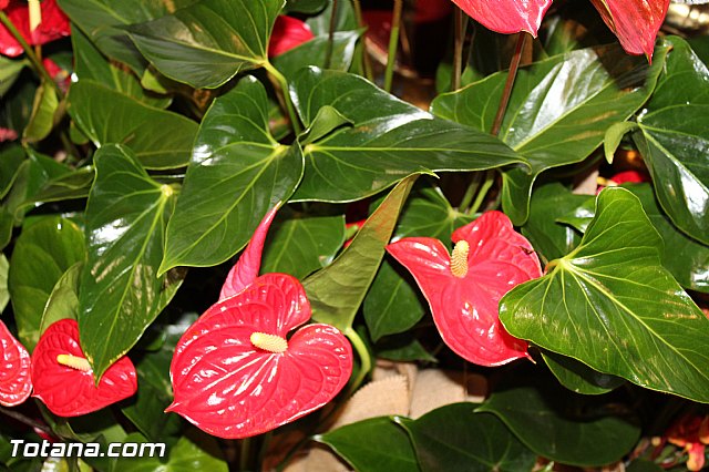 Serenata a Santa Eulalia 2016 - Tuna de Totana y Coro Santa Cecilia - 144