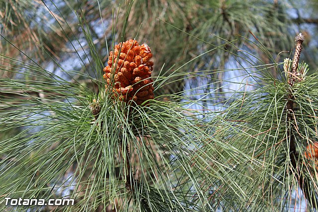 Romera extraordinaria Santa Eulalia - 12 abril 2015 - 187