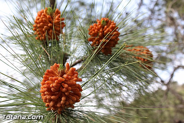 Romera extraordinaria Santa Eulalia - 12 abril 2015 - 189