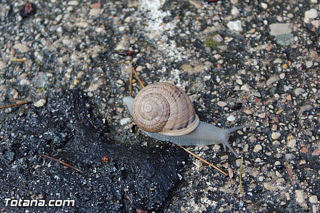 Romera extraordinaria Santa Eulalia - 12 abril 2015 - 190