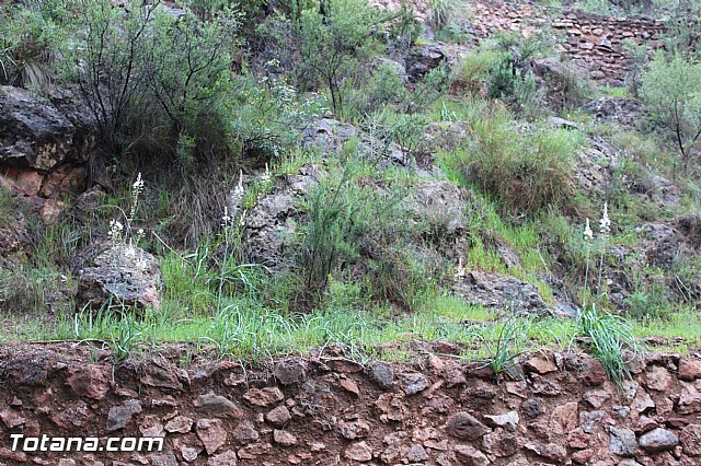 Romera extraordinaria Santa Eulalia - 12 abril 2015 - 200