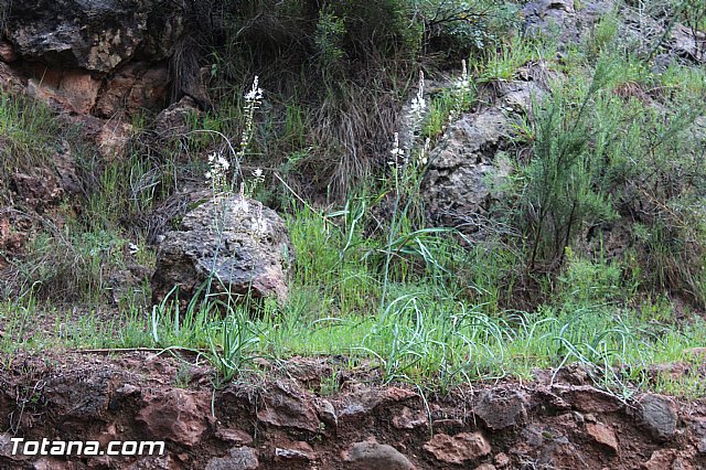 Romera extraordinaria Santa Eulalia - 12 abril 2015 - 201