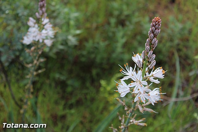 Romera extraordinaria Santa Eulalia - 12 abril 2015 - 204