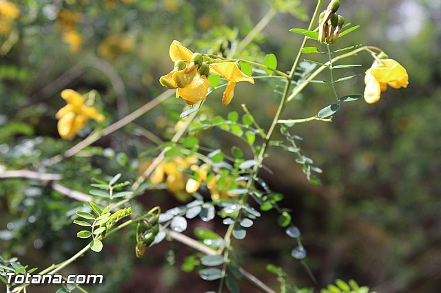 Romera extraordinaria Santa Eulalia - 12 abril 2015 - 206