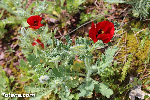 Romera extraordinaria Santa Eulalia - 12 abril 2015 - 207