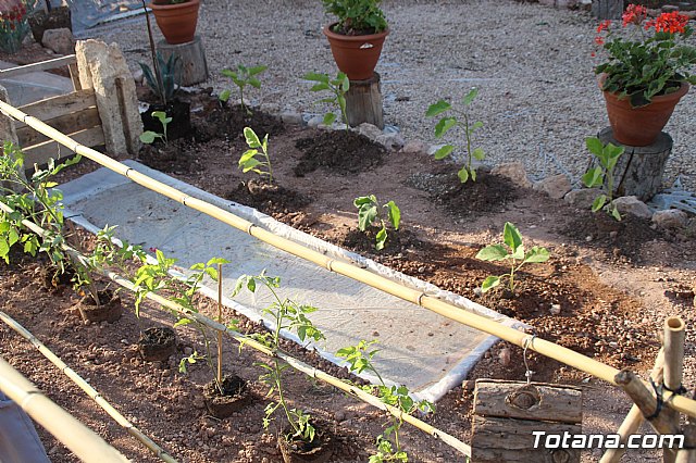 Terrenico gertero y ventorrillos - Recinto ferial 2019 - 78