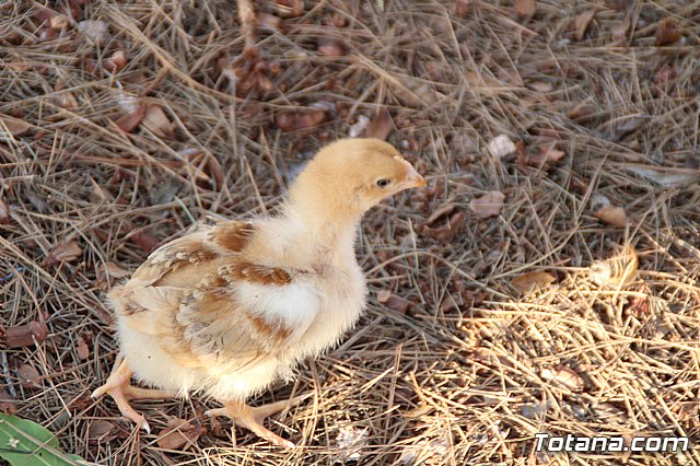 Terrenico gertero y ventorrillos - Recinto ferial 2019 - 80